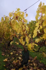Amateur recherche Pouilly-Fumé désespérément