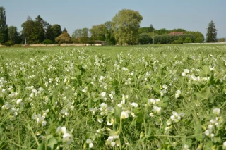 Choisir sa variété de pois de printemps pour la campagne 2017