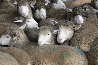 Quels leviers pour une production de viande ovine dynamique en 2025 ?