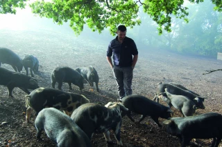 L’authentique porc du haut-Morvan !
