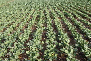 Destruction du travail des agriculteurs, ça suffit !