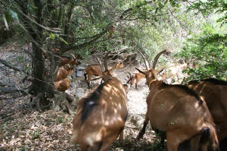 Élevage de précision : un mouvement en marche