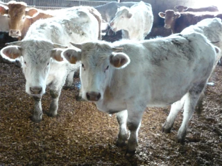 Que cachent vos haies ?