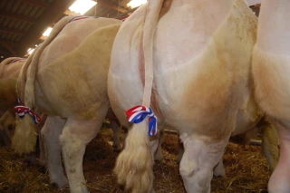 Nouveaux records à Charolles !