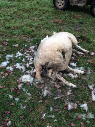 Par précaution, rentrez les bêtes