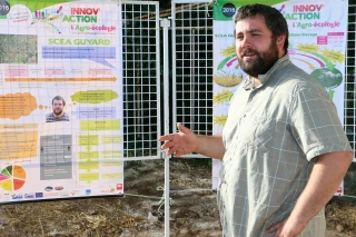 Des cochons au paradis