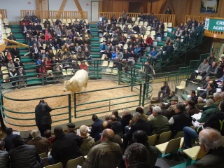 Trouver le bon reproducteur pour ses génisses