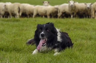 Sept nouvelles vidéos pour éduquer son chien de troupeau