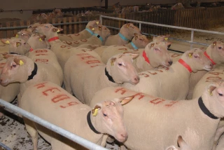 La belle vente arnétoise