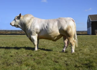 Vente de reproducteurs charolais