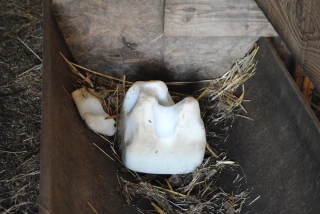 Minéraliser les brebis en fin de gestation