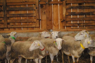 La bergerie est prête pour l’agnelage