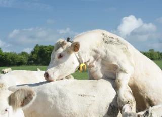 Des solutions pour améliorer la fertilité des femelles