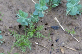 Désherbage du pois  et de la féverole de printemps