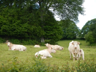 L’herbe, une richesse à valoriser