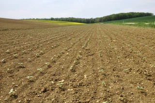 Donner un bon départ au tournesol