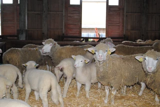 La pasteurellose de l’agneau 