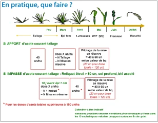 En début de montaison, quelles stratégies de fertilisation azotée ?