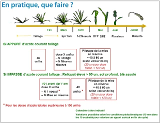 En début de montaison, quelles stratégies de fertilisation azotée ?