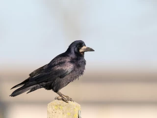 être plus malin que les corbeaux