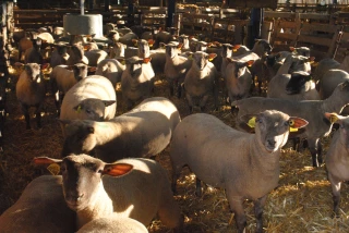 Le chlorure d’ammonium  pour limiter les risques  de gravelle