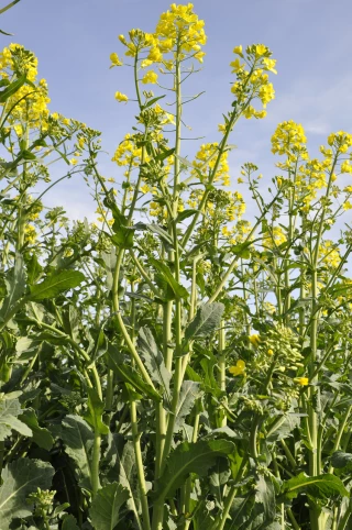 Assurer la protection contre les maladies en floraison