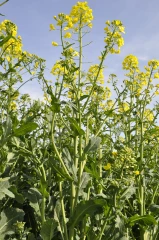 Assurer la protection contre  les maladies en floraison