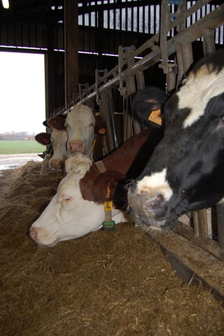 «La qualité des fourrages fait le lait»