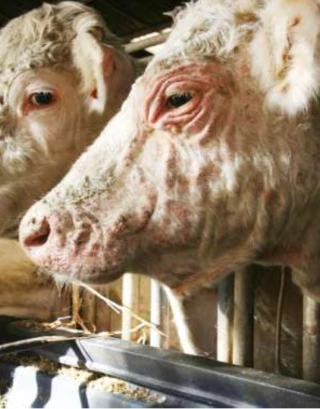 La besnoitiose bovine a fait son apparition 