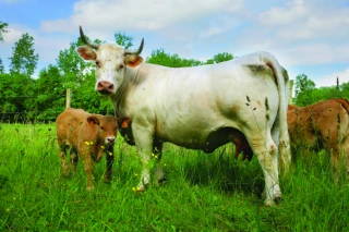 Prix, primes et mouvements anti-viande...