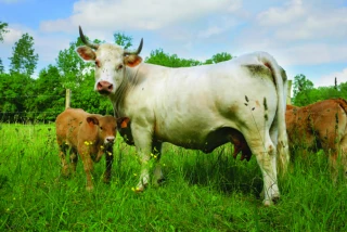 Prix, primes et mouvements anti-viande...