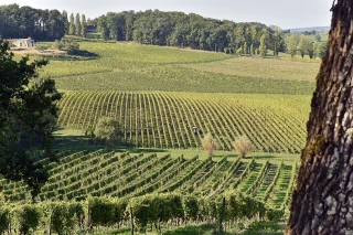 Changement climatique: construire la viticulture de demain
