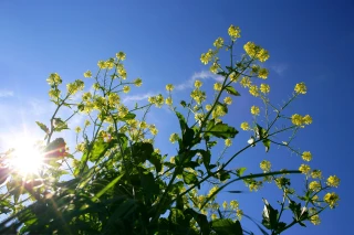Des situations très hétérogènes