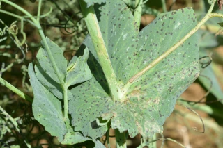 Contrôler l’ascochytose du pois
