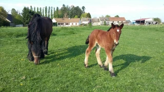 Un cheval qui se porte bien