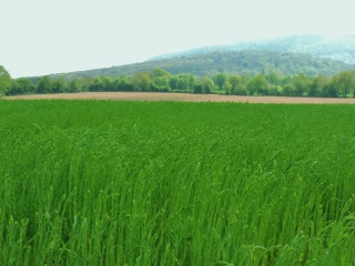 Le lin a toute sa place