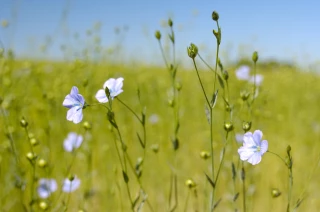 La filière lin fait ses preuves
