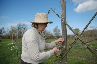 La Merlette fait le printemps