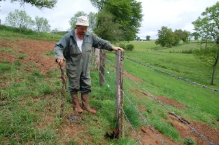 Ces blaireaux qui détruisent les champs
