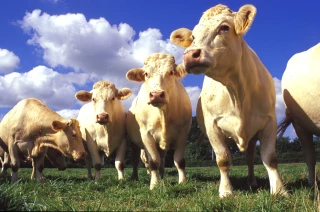 IGP validée pour le Charolais de Bourgogne