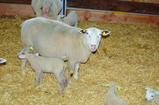 Les moutons ont bien résisté