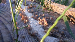Mille millions d’escargots !