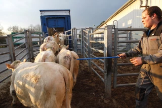 L’export, relais de croissance essentiel pour la production bovine de Bourgogne-Franche-Comté