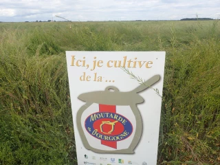 Feu vert pour la moutarde