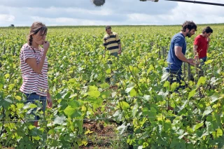 Du vin au ciné