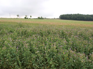 Préparez vos implantations de prairies