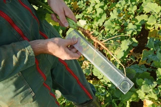 Se donner les moyens de réussir l’implantation des colzas