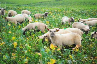 Du colza à pâturer pour les agneaux
