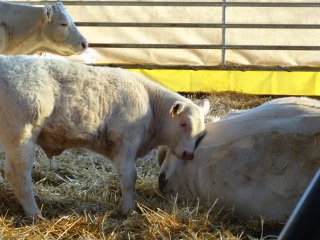 Les activités d’élevage souvent à la peine