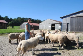 Préparer le haras de béliers pour les luttes de fin d’été et de début d’automne